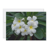 white Prestine cluster of temple flowers flowers Invitations
