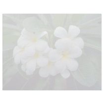 white Prestine cluster of temple flowers flowers Custom Letterhead