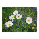 White Prickley Poppy and Texas Bluebonnets Greeting Card White Prickley Poppy and Texas Bluebonnets Greeting Card