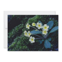 white Primrose flowers Invite