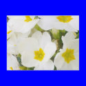 White Primroses Postcard