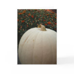 White Pumpkin Thankgsgiving card White Pumpkin Thankgsgiving card