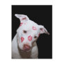 White Puppy Dog Love, Sealed with Lipstick Kisses Post Cards
