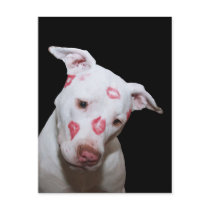 White Puppy Dog Love, Sealed with Lipstick Kisses postcards
