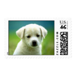 White Puppy Postage Stamp