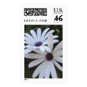 White & Purple Daisies postage