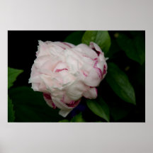 White & Purple Peony | Weisse & Lila Pfingstrose Poster
