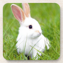 White Rabbit Coasters