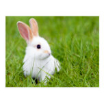 White Rabbit Post Card