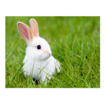 White Rabbit Post Card
