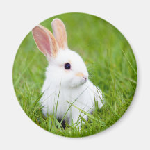 White Rabbit Refrigerator Magnets