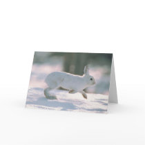 White Rabbit Runs cards