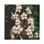 white Ranida formosa flowers Magnets