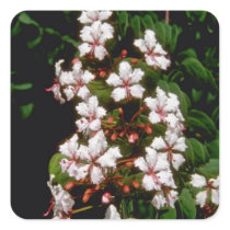 white Ranida formosa flowers Stickers