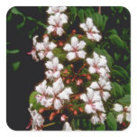 white Ranida formosa flowers stickers