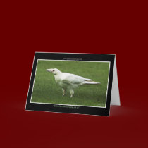 WHITE RAVEN cards