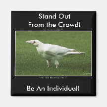 WHITE RAVEN REFRIGERATOR MAGNET
