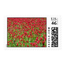 White Red clover flowers Stamps