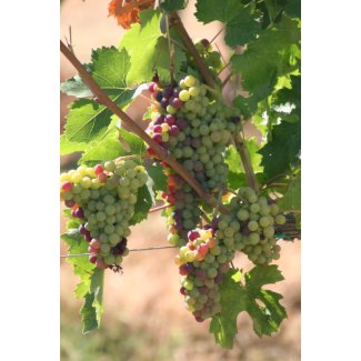 White and Red Grapes