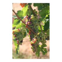 White & Red Grapes posters by pattirm1 White & Red Grapes posters