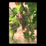White & Red Grapes posters