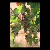 White & Red Grapes posters