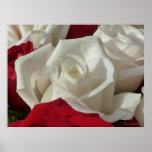 White & Red Rose Print