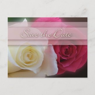White & Red Roses Save The Date Postcard postcard