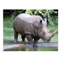 white_rhino4x6 postcards