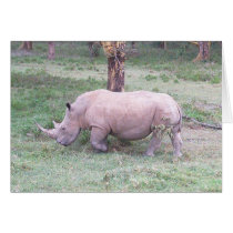 White Rhino cards by MoiraMacKinnon White Rhino cards