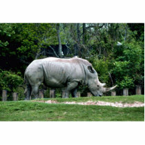 White Rhino Acrylic Cut Outs