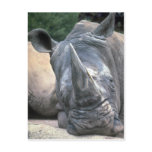 White Rhino Postcard