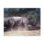 White Rhino Postcard