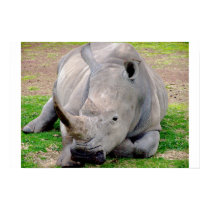 White Rhino posters by Groova_Imagery White Rhino posters