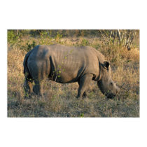 White Rhino posters