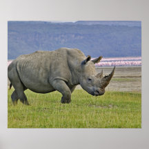 White Rhinoceros and distant Lesser Flamingos, Posters