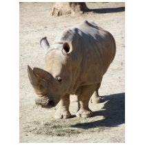 White Rhinoceros Rhino t-shirts by thekingchivas White Rhinoceros Rhino t-shirts