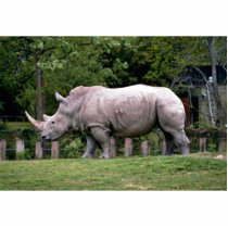 White Rhinos photo sculptures