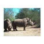 White Rhinos Post Cards