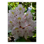 White Rhodendrons Card