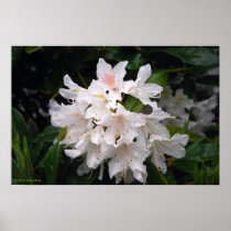 White Rhododendron Canvas Print