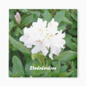 White Rhododendron magnet by seashell2 White Rhododendron magnet