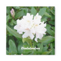 White Rhododendron magnet by seashell2 White Rhododendron magnet