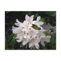 White Rhododendron Postcard