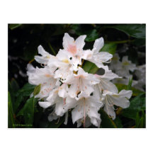 White Rhododendron Postcard
