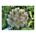 White Rhododendron posters by vilhei White Rhododendron posters