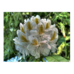 White Rhododendron