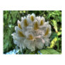 White Rhododendron