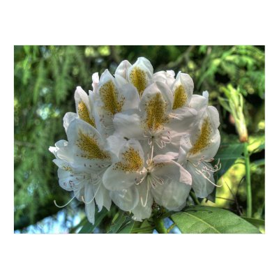 White Rhododendron Print by vilhei