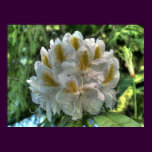 White Rhododendron
